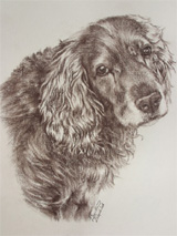 portrét psa